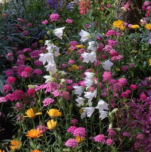 Pink candytuft and orange calendula with white campanula