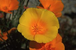 Californian poppy